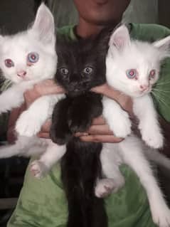 persian kittens