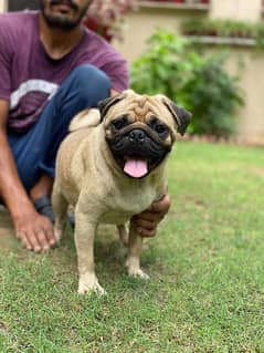 Pug male/ female dogs available for sale