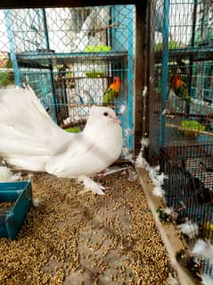 White kabootar with cage