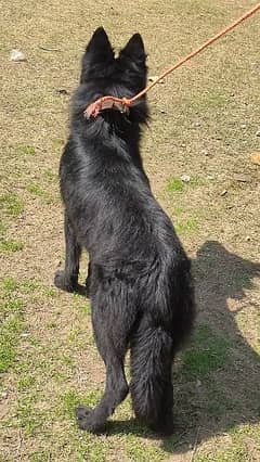 black German Shepherd