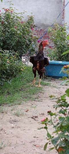 Aseel hens pair