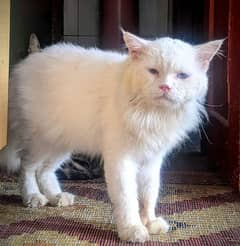 Persian excellent breat male cat