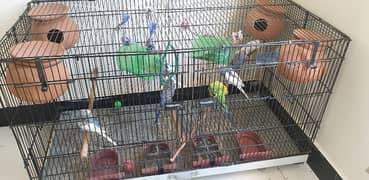 parrots with cage. white pair with eggs