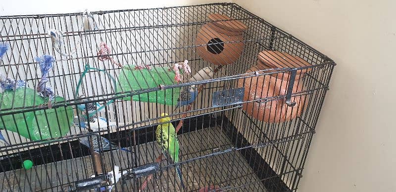 parrots with cage. white pair with eggs 2