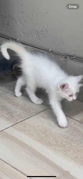 White Kitten Pair 2 Months Persian 2