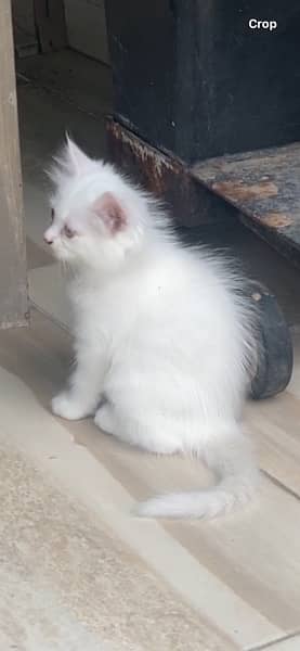 White Kitten Pair 2 Months Persian 3