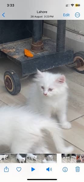 White Kitten Pair 2 Months Persian 4