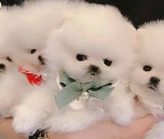 Pomeranian puppies 03175628537