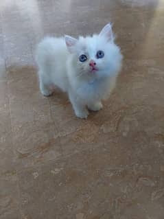 white cat