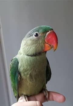 raw parrot