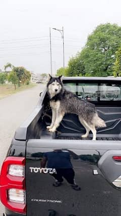 Siberian Husky / Labrador male for sale