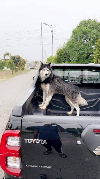 Siberian Husky / Labrador male for sale 0