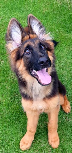 German shepherd dog  / puppy / GSD pup / Long Coat / Pink Pedigrre