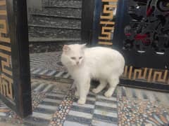 3 coated Male Vaccinated Cat. 03254240227