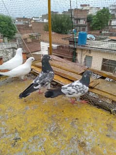 teddy pigeons for sale 0