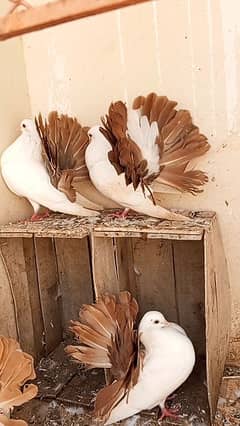 tail mark breeder pigeons red yellow tail