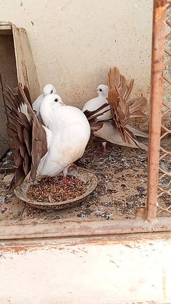 tail mark breeder pigeons red yellow tail 5