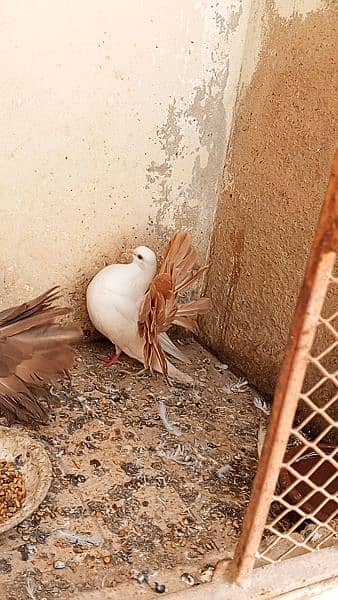 tail mark breeder pigeons red yellow tail 7