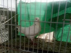 King pigeons pair for sale