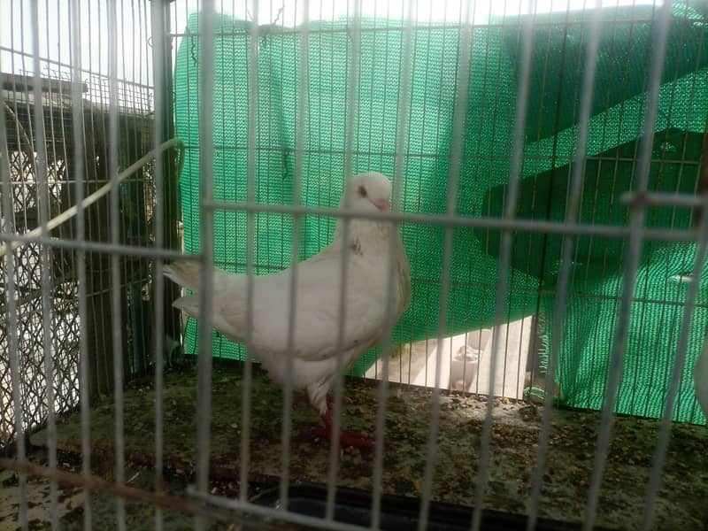 King pigeons pair for sale 0