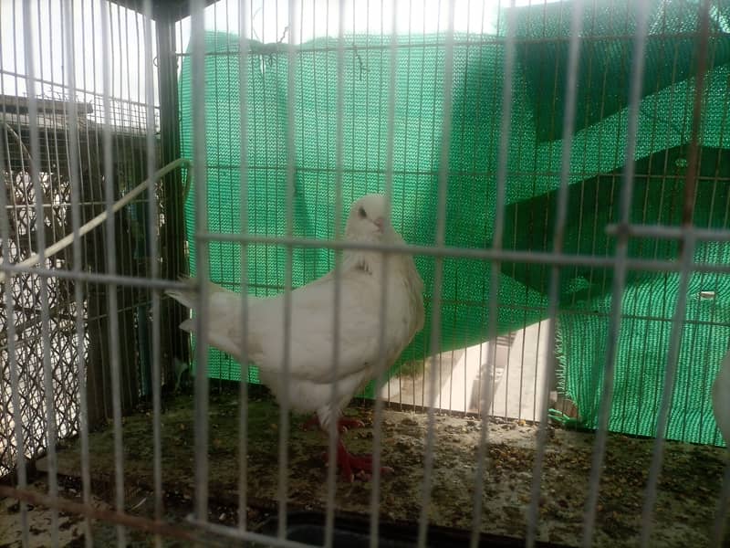 King pigeons pair for sale 1