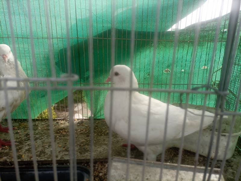 King pigeons pair for sale 2