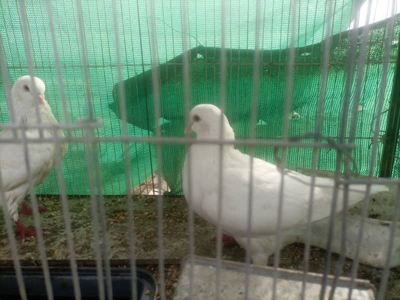 King pigeons pair for sale 3