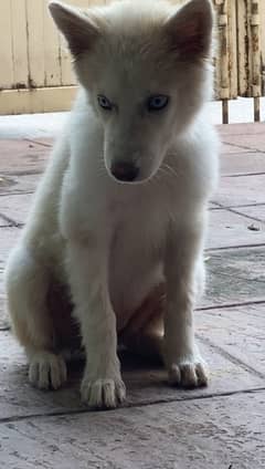 white husky for sale