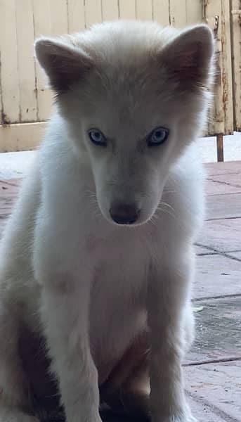 white husky for sale 1