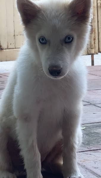 white husky for sale 2