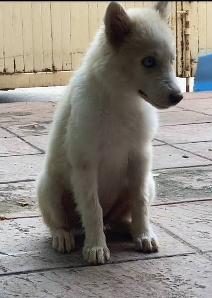 white husky for sale 3