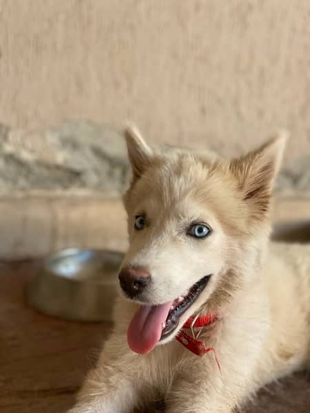 white husky for sale 4