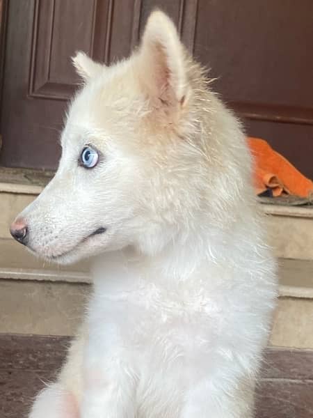 white husky for sale 5