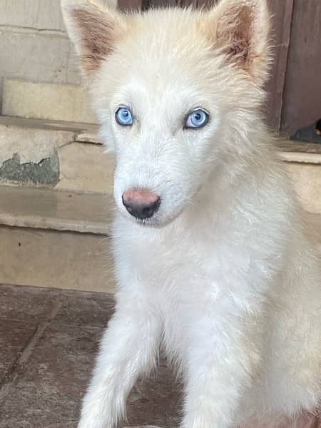 white husky for sale 6