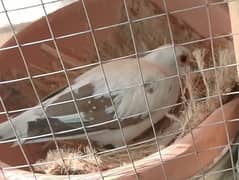 Diamond pied dove