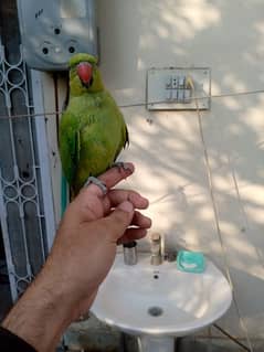 hand tamed talking parrot 03164900503