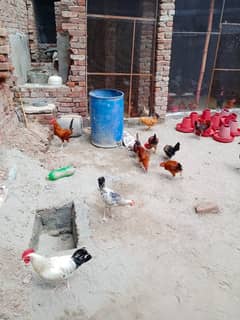 golden misri hens available male & female