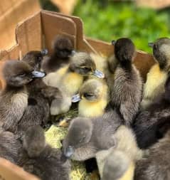 1month waly Desi and khaki ducks KY bchy available 300 peace ha