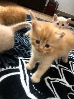 4 persian triple coated kittens