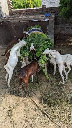 ik Bakra or 3 bakriyan or 3 bachye