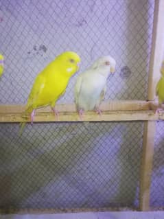 austrailian parrot yellow male and white female 0