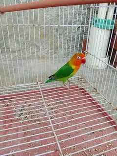 love bird male 0