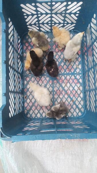 heavy buff blue black white and golden chick silky age 1 day to 14 14