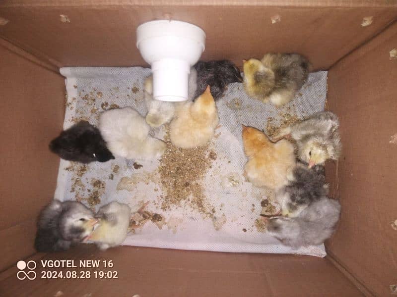 heavy buff blue black white and golden chick silky age 1 day to 14 17