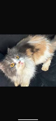 triple coated Persian calico