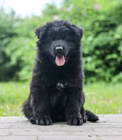 solid black German shepherd pup for quality seekers