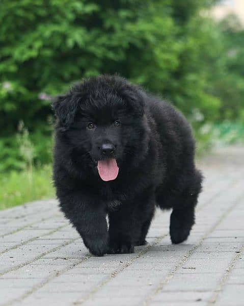 solid black German shepherd pup for quality seekers 1