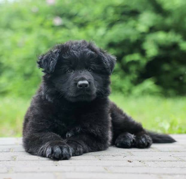 solid black German shepherd pup for quality seekers 2