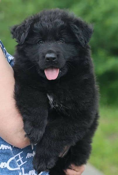 solid black German shepherd pup for quality seekers 3