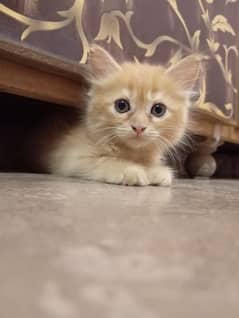 kittens looking for new home